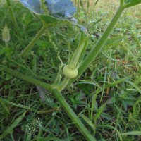 Cucurbita maxima Duchesne